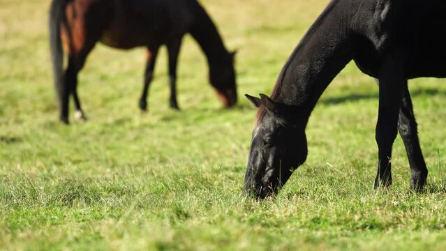 Horse grazing in a meadow on a farm 