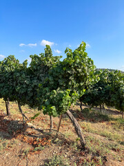 Fototapeta na wymiar Plantation of vineyard with ripe grapes