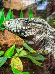 Beautiful lizard in zoological garden, closeup