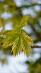 Feuille sur un arbre