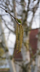 pollen