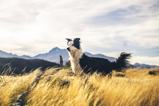 perro border collie parado en pradera argentina	
