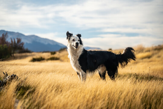 perro border collie parado en pradera argentina