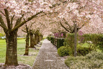 Flowering cherry trees at peak blossom time, Capitol mall, salem, Oregon