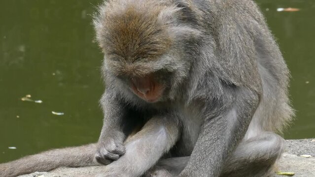 The Rhesus macaque, Macaca mulatta monkey seaching and cleaning its fur, eating bugs while sitting. 4K footage