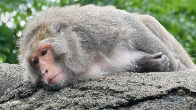 Lazy Rhesus macaque, Macaca mulatta lying down and resting on a rock, 4K forest footage, low angle