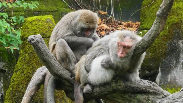 The Rhesus macaque, Macaca mulatta monkeys seaching for bugs and cleaning each other, 4k resolution forest footage