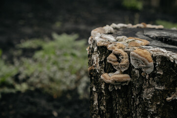 Old stump covered with grown mushrooms. Wild nature in the forest