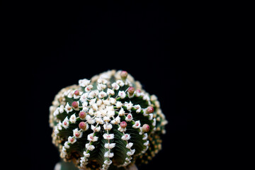 Gymnocalesium cactus LB 2178 on a stump.