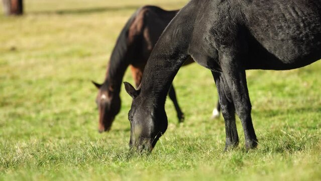 Beautiful Horse in a field on a farm in Australia. Horses in a meadow