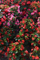 Background of Red and Pink Flowers with Green Leaves in the Nature