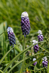 Muscari latifolium in bloom in spring garden