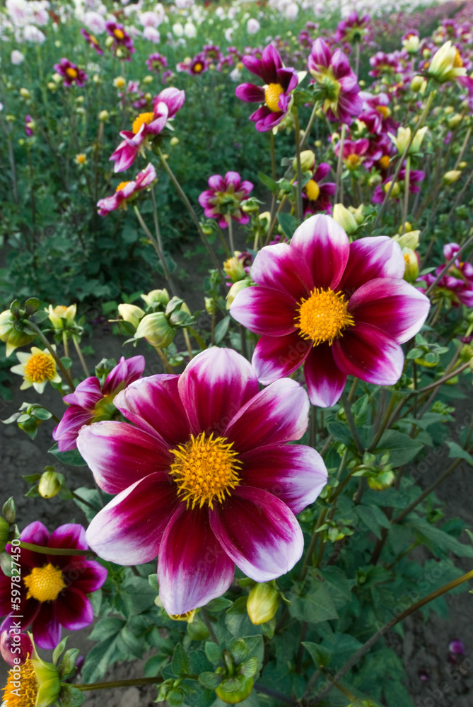 Wall mural Dahlia Flowers - Bashful