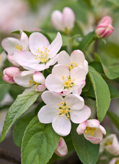 Crabapple Tree Blossoms