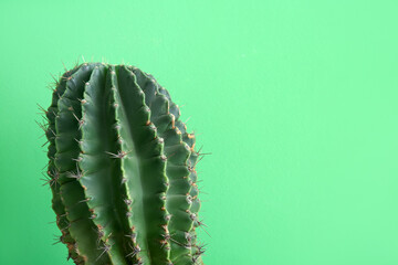 Fototapeta premium Cactus on green background, closeup