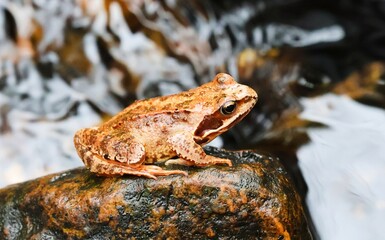 Brown frog on a rock in the river. Closeup.