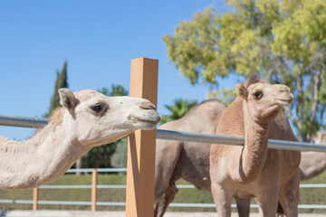A camel in a pen in clear weather. zoo with wild animals. the face of a camel.