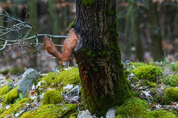 The Eurasian pygmy owl (Glaucidium passerinum) is the smallest owl in Europe