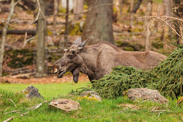 The moose (in North America) or elk (in Eurasia) (Alces alces)