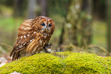 male tawny owl (Strix aluco) with a hunted mouse