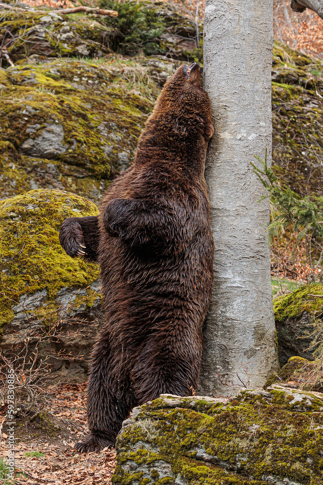 Poster male brown bear (ursus arctos) rubs his back against a tree