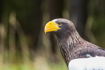 Steller's sea eagle (Haliaeetus pelagicus), also known as Pacific sea eagle or white-shouldered eagle