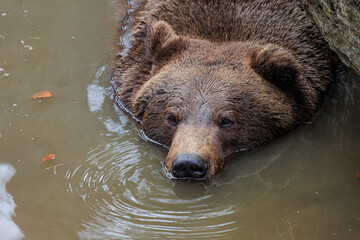 Fototapeta na wymiar male brown bear (Ursus arctos) looks like a crocodile in the water
