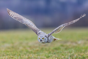 great horned owl (Bubo virginianus), also known as the tiger owl while flying low over the ground