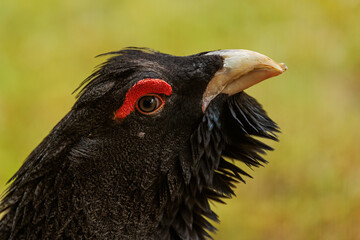 The western capercaillie (Tetrao urogallus), also known as the Eurasian capercaillie, wood grouse, heather cock,