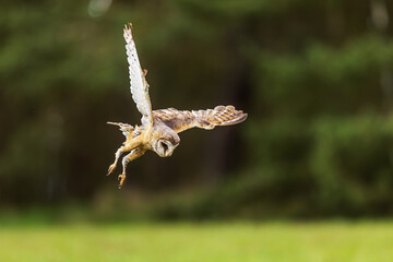 hunting in the air