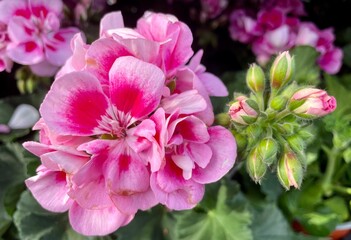 pink and white flowers