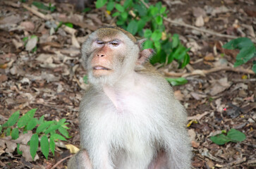 Fototapeta premium A monkey living in nature