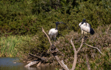 Two African Sacred Ibis perched in a tree