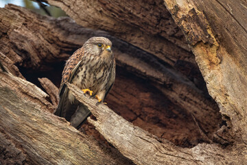 Kestrel with adopted dead tree as a nest