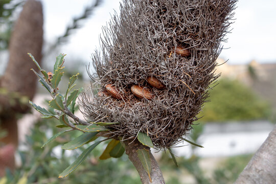 Banksia praemorsa or cut-leaf banksia seeds closeup