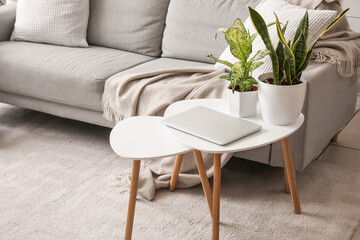 Green houseplants with laptop on table in living room