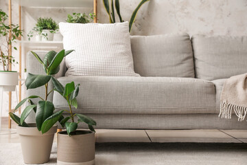 Green houseplants near sofa in living room