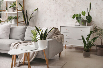 Interior of light living room with sofa, tables and green houseplants