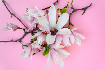 Magnolia flowers on a pink background. magnolia flowers close up. spring mood.