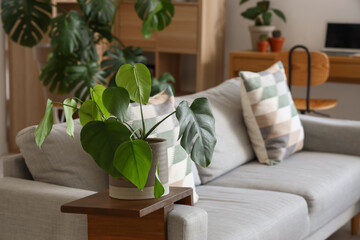 Green houseplant on sofa in living room