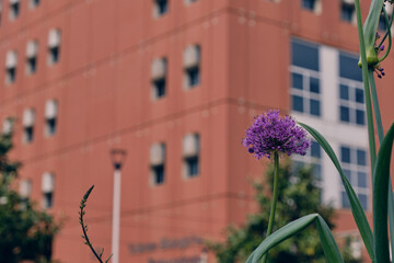 The office district of Bicocca in Milan
