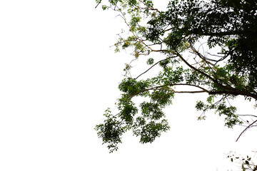 branches isolated foreground on white background