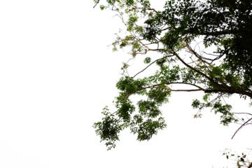 branches isolated foreground on white background