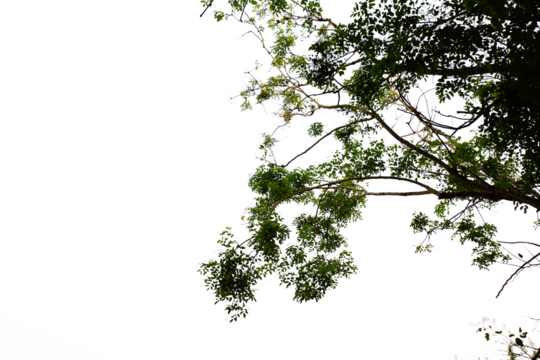 branches isolated foreground on white background