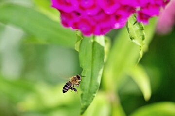 Biene bei der Arbeit