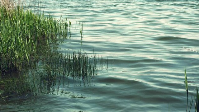 Slow motion 4K shot light reflections and waves in a water as natural background. Peaceful environment. Sunset at pond or river