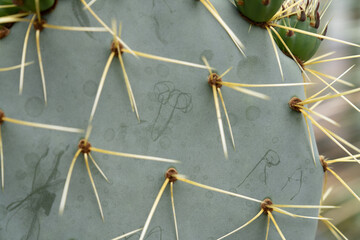 Cactus Texture Close-Up
