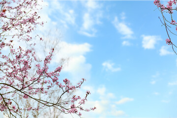 Tree branches with blooming pink flowers against sky background, closeup