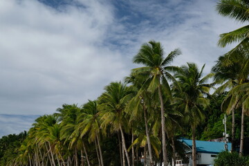 Fototapeta na wymiar palm trees and clouds, Boracay