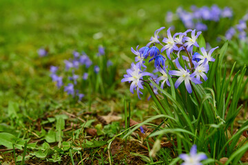 Blue flowers blooming outdoors, closeup